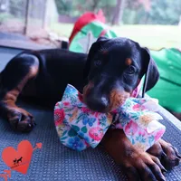 Champion & Full Euro AKC - Yue, a female Doberman Pinscher for sale in Anderson, SC – 4 of 10