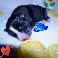 Iceman - Black/white, a male Siberian Husky for sale in Anderson, SC – 2 of 10