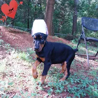 Ear cropped AKC Euro OFA & Embark, a male Doberman Pinscher for sale in Anderson, SC – 5 of 10
