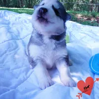 AKC OFA Embark Parents, a male Siberian Husky for sale in Anderson, SC – 4 of 10