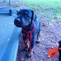 Full Euro, OFA, Embark, & AKC, a female Doberman Pinscher for sale in Anderson, SC – 7 of 10