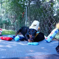 Ears Cropped - AKC Euro OFA & Embark, a male Doberman Pinscher for sale in Anderson, SC – 6 of 10