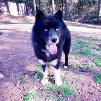 AKC Solid Black Trained, a male Siberian Husky for sale in Anderson, SC – 7 of 10