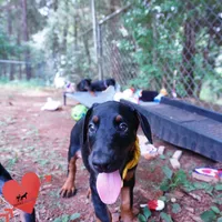 Champion & Full Euro AKC, a female Doberman Pinscher for sale in Anderson, SC – 8 of 10