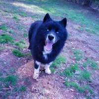 AKC Solid Black Trained, a male Siberian Husky for sale in Anderson, SC – Photo 7 of 8