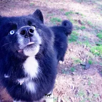 AKC Solid Black Trained, a male Siberian Husky for sale in Anderson, SC – Photo 6 of 8