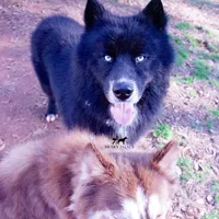 AKC Solid Black Trained, a male Siberian Husky for sale in Anderson, SC – Photo 8 of 8