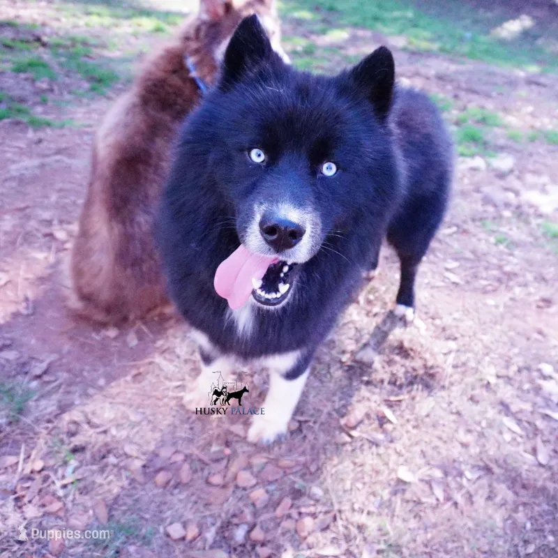 AKC Solid Black Trained – Siberian Husky puppy for sale in Anderson, SC