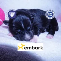 Agouti AKC Embark OFA, a female Siberian Husky for sale in Anderson, SC – 1 of 10