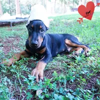Ears Cropped AKC Euro OFA & Embark, a male Doberman Pinscher for sale in Anderson, SC – 5 of 10