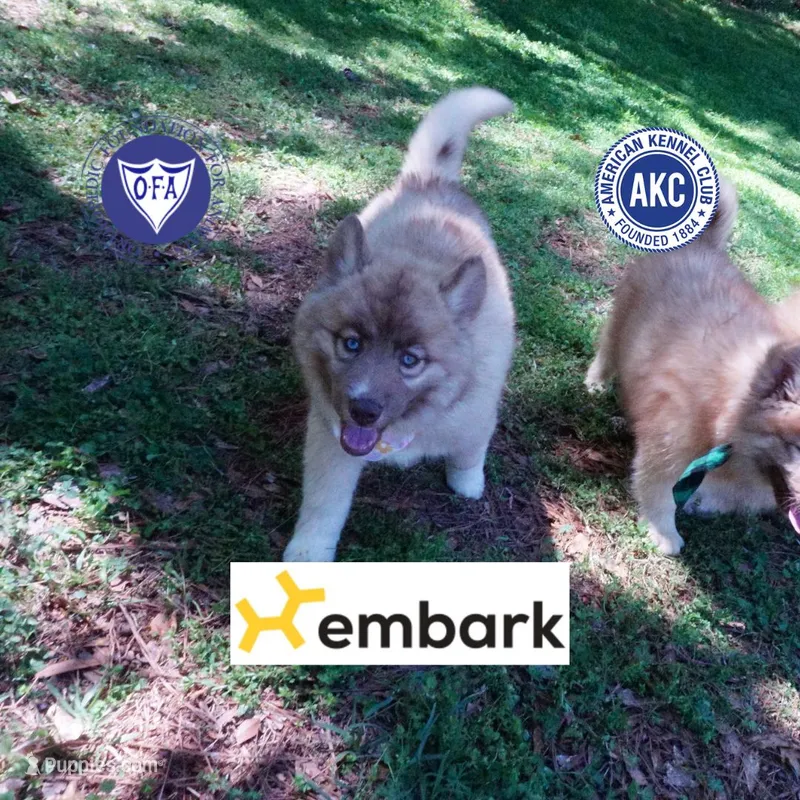 AKC Solid Brown OFA Embark – Siberian Husky puppy for sale in Anderson, SC