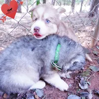 OFA & Embark - Carrot, a male Siberian Husky for sale in Anderson, SC – 5 of 10