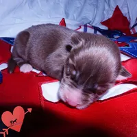 Solid Brown Embark OFA AKC - Nami, a female Siberian Husky for sale in Anderson, SC – 1 of 10