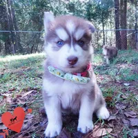 Red/white Ready mid October, a female Siberian Husky for sale in Anderson, SC – 7 of 10
