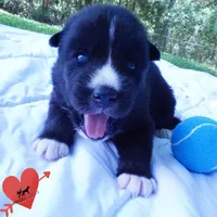 Solid Black AKC OFA Embark - Pele, a male Siberian Husky for sale in Anderson, SC – 7 of 10