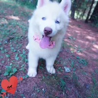 Solid White Female AKC OFA, a female Siberian Husky for sale in Anderson, SC – 9 of 10
