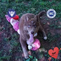 AKC Solid Brown OFA, a female Siberian Husky for sale in Anderson, SC – 1 of 10