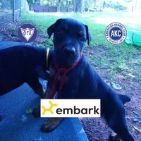 Champion & Full Euro AKC - Kora, a female Doberman Pinscher for sale in Anderson, SC – 1 of 10