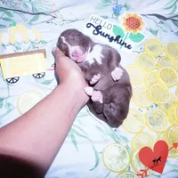 Solid Brown Ready Mid October , a female Siberian Husky for sale in Anderson, SC – 3 of 8