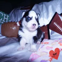 AKC Embark OFA, a female Siberian Husky for sale in Anderson, SC – Photo 5 of 10