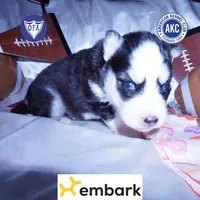 AKC Embark OFA, a female Siberian Husky for sale in Anderson, SC – Photo 1 of 10