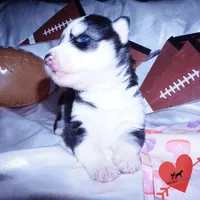 AKC Embark OFA, a female Siberian Husky for sale in Anderson, SC – Photo 8 of 10