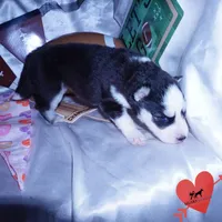 AKC Embark OFA, a female Siberian Husky for sale in Anderson, SC – Photo 6 of 10