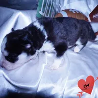 AKC Embark OFA, a female Siberian Husky for sale in Anderson, SC – Photo 2 of 10