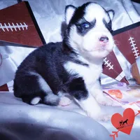 AKC Embark OFA, a female Siberian Husky for sale in Anderson, SC – Photo 4 of 10