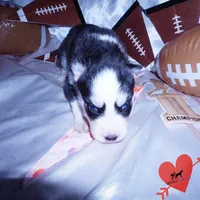 AKC Embark OFA, a female Siberian Husky for sale in Anderson, SC – Photo 7 of 10