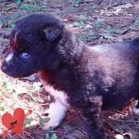 Kate - Solid Black, a female Siberian Husky for sale in Anderson, SC – 4 of 10