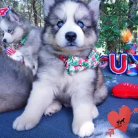 OFA & Embark Tested Parents, a male Siberian Husky for sale in Anderson, SC – 6 of 10