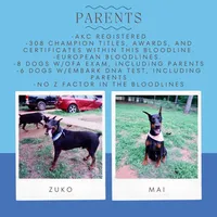 Ears Cropped - AKC Euro OFA & Embark, a male Doberman Pinscher for sale in Anderson, SC – 3 of 10