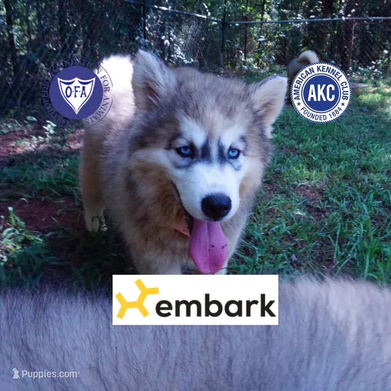 Embark, AKC, & OFA – Siberian Husky puppy for sale in Anderson, SC