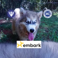 Embark, AKC, & OFA, a female Siberian Husky for sale in Anderson, SC – 1 of 10