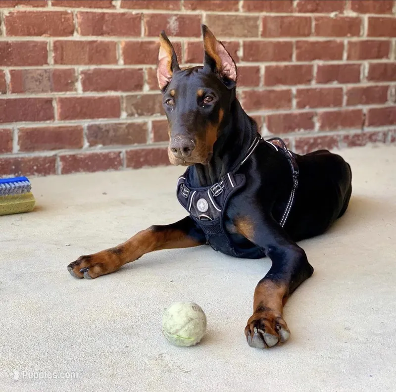 Euro, OFA, Embark, & AKC – Doberman Pinscher puppy for sale in Anderson, SC