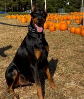 Euro, OFA, Embark, & AKC, a  Doberman Pinscher for sale in Anderson, SC – Photo 4 of 10