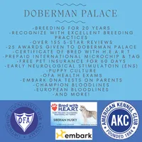 Euro, OFA, Embark, & AKC, a  Doberman Pinscher for sale in Anderson, SC – Photo 10 of 10