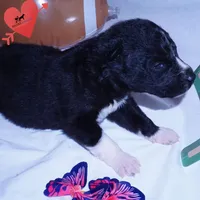 Kate - Solid Black, a female Siberian Husky for sale in Anderson, SC – 7 of 10