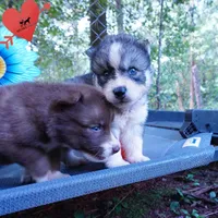 OFA & Embark Tested Parents - Usopp, a male Siberian Husky for sale in Anderson, SC – 2 of 9