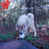 Embark, AKC, & OFA, a female Siberian Husky for sale in Anderson, SC – 2 of 8