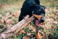 Euro, OFA, Embark, & AKC, a  Doberman Pinscher for sale in Anderson, SC – 5 of 10