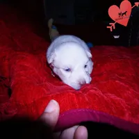 White AKC OFA, a male Siberian Husky for sale in Anderson, SC – 7 of 10