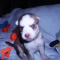 AKC OFA Red/white, a male Siberian Husky for sale in Anderson, SC – 2 of 10