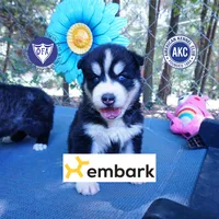 OFA & Embark Tested - Luffy, a male Siberian Husky for sale in Anderson, SC – 1 of 10