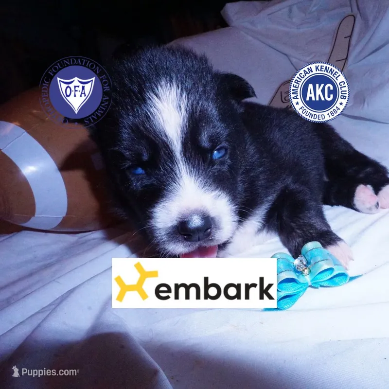 Health Tested Parents - Cyclops – Siberian Husky puppy for sale in Anderson, SC
