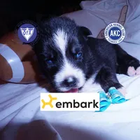 Health Tested Parents - Cyclops, a male Siberian Husky for sale in Anderson, SC – 1 of 10