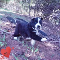 Phoenix - Ready late October, a female Siberian Husky for sale in Anderson, SC – 2 of 10