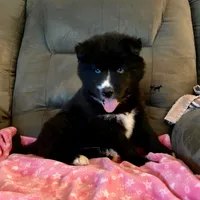 AKC OFA Solid Black - Raven, a female Siberian Husky for sale in Anderson, SC – 4 of 9