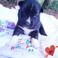 Agouti OFA, AKC, & Embark - Shakira, a female Siberian Husky for sale in Anderson, SC – 8 of 10